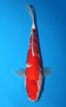 Taisho Sanke - koi #x0922a039