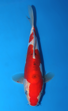 Doitsu Sanke - koi #x0922a040