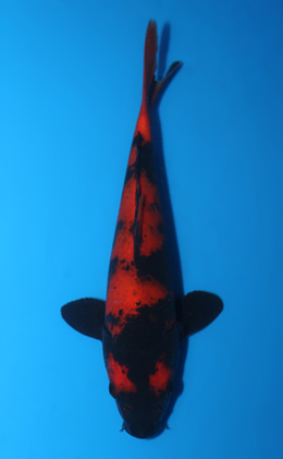 Hi Utsuri - koi #x0922a041