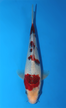 Aigoromo - koi #x0922a042