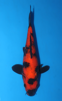 Hi Utsuri - koi #x0922a047
