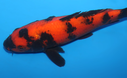 Hi Utsuri - koi #x0922a047 - Side View A