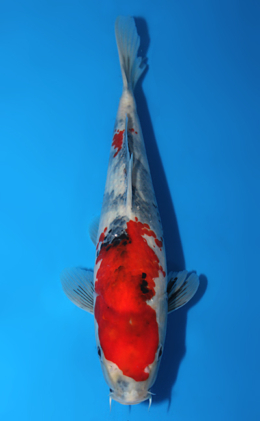 Showa - koi #x0922a051