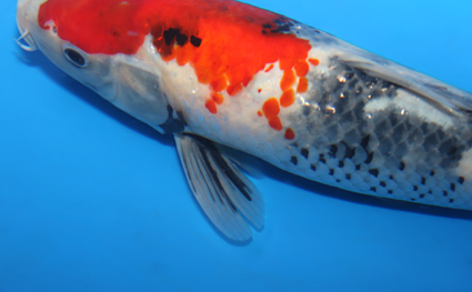 Showa - koi #x0922a051 - Side View A