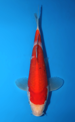 Kohaku - koi #x0922a052