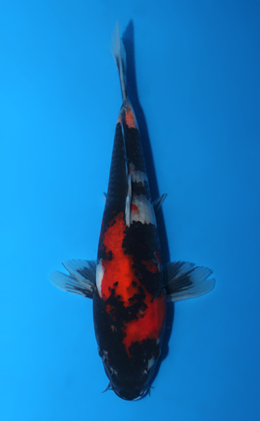 Showa - koi #x0922a054