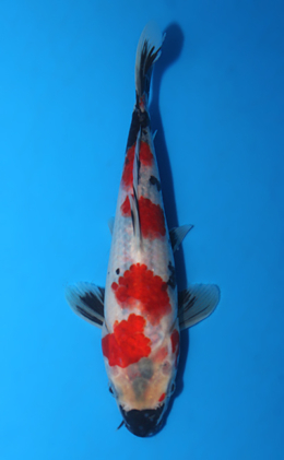 Showa - koi #x0922a058