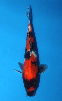 Showa - koi #x0922a059