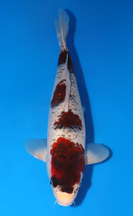 Shunrai - koi #x1001s001-re