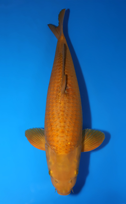 Chagoi - koi #x1001s003-re