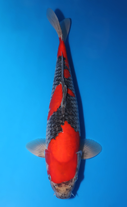 Goshiki - koi #x1001s005-re