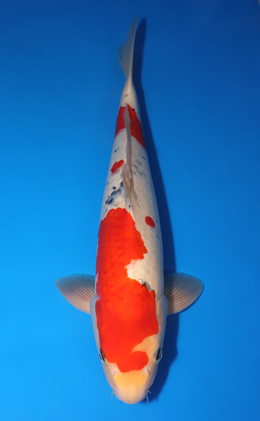 Taisho Sanke - koi #x1001s006-re