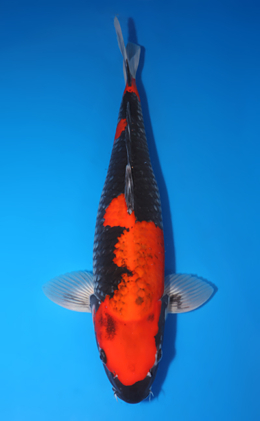Goshiki - koi #x1001s010-re