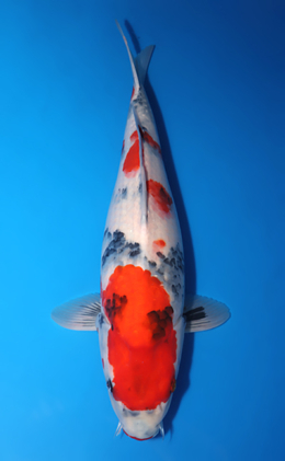 Showa - koi #x1001s011-re