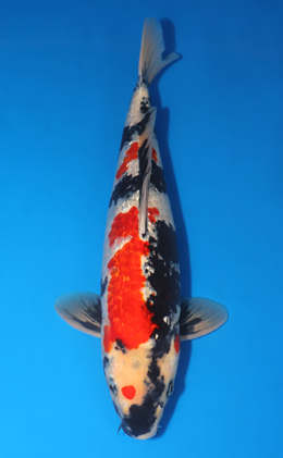 Ginrin Showa - koi #x1001s013-re