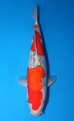 Ginrin Goshiki - koi #x1001s014-re