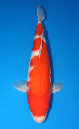 Kohaku - koi #x1001s016-re