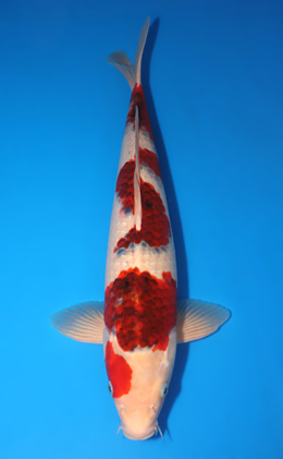 Aigoromo - koi #x1001s017-re