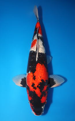 Ginrin Showa - koi #x1001s018-re