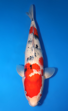 Taisho Sanke - koi #x1001s019-re