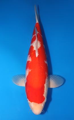 Kohaku - koi #x1001s022-re