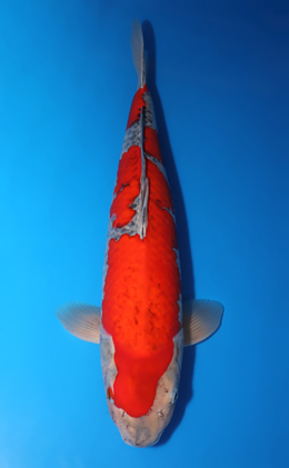 Goshiki - koi #x1001s023-re