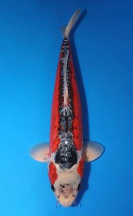 Shusui - koi #x1001s026-re