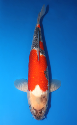 Ginrin Goshiki - koi #x1001s028-re