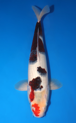 Budogoromo - koi #x1001s029-re