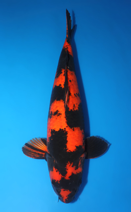Hi Utsuri - koi #x1001s039-re