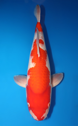 Kohaku - koi #x1001s042-re