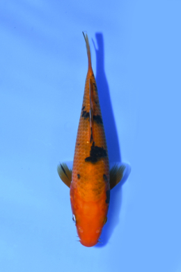 Shop the Best Koi Fish for Sale - Hand-Picked from Japan's