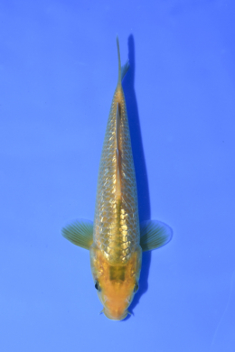 Shop the Best Koi Fish for Sale - Hand-Picked from Japan's Top