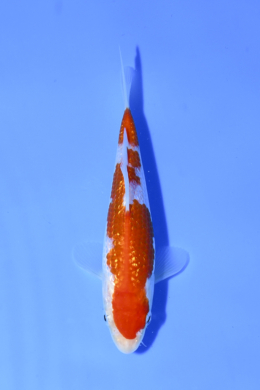 Koiページ Shop the Best Koi Fish for Sale - Hand-Picked from Japan's Top