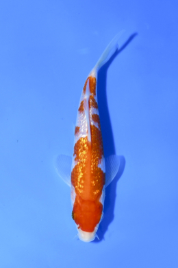 Koiページ Shop the Best Koi Fish for Sale - Hand-Picked from Japan's