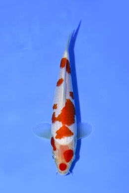 Kohaku - koi #x1003n002