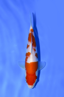 Kohaku - koi #x1003n003