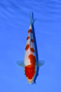 Kohaku - koi #x1003n004