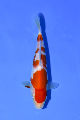 Kohaku - koi #x1003n005