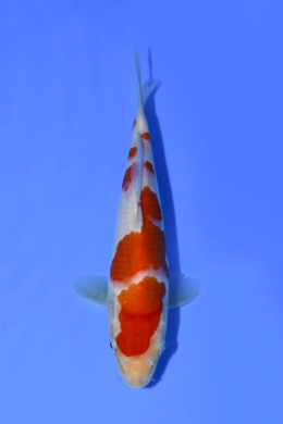 Kohaku - koi #x1003n006
