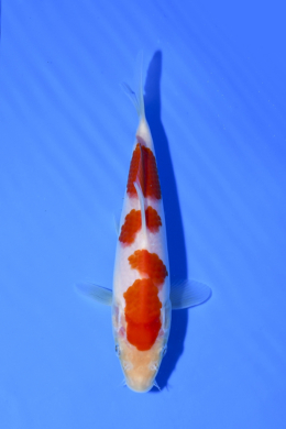 Kohaku - koi #x1003n007