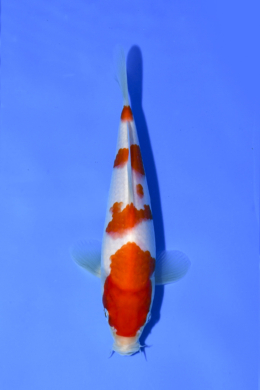 Kohaku - koi #x1003n008