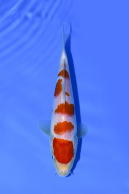 Kohaku - koi #x1003n009