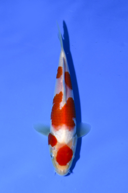 Kohaku - koi #x1003n012