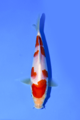 Kohaku - koi #x1003n013