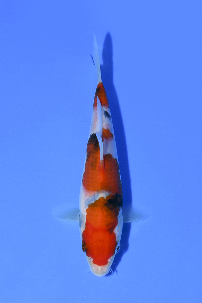 Taisho Sanke - koi #x1003n057 - Taniguchi Koi Farm