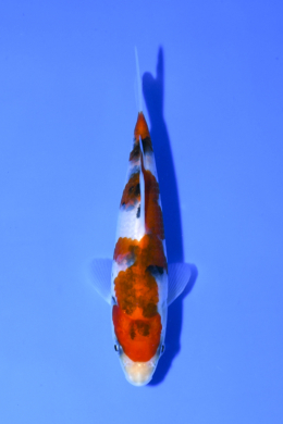 Taisho Sanke - koi #x1003n062