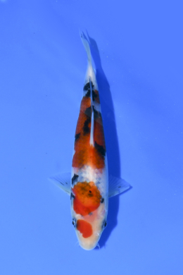 Taisho Sanke - koi #x1003n063