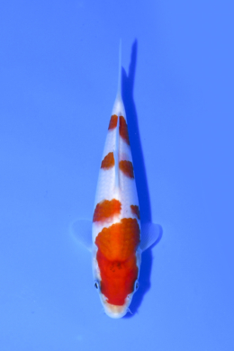 Taisho Sanke - koi #x1003n066