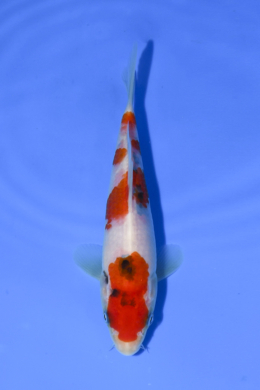 Taisho Sanke - koi #x1003n067